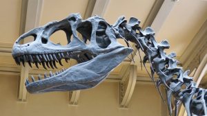 Paleontología: descubre la historia de los dinosaurios