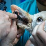 veterinaria