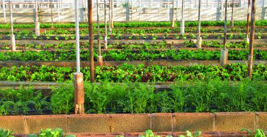 agricultura urbana