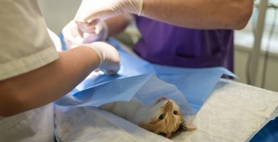 medicina veterinaria