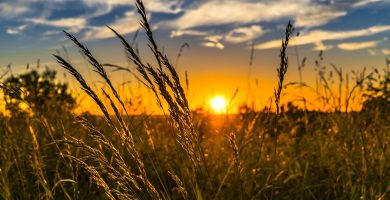 agricultura