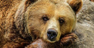 bear 838688 1920