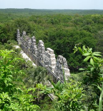Selva maya