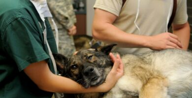 veterinary 85925 1280