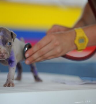 Animales