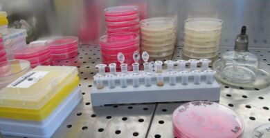bacteriología